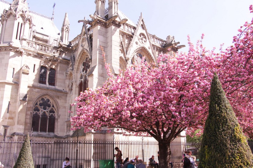 Notre-Dame Cathedral and Cherry blossom, Paris in Spring