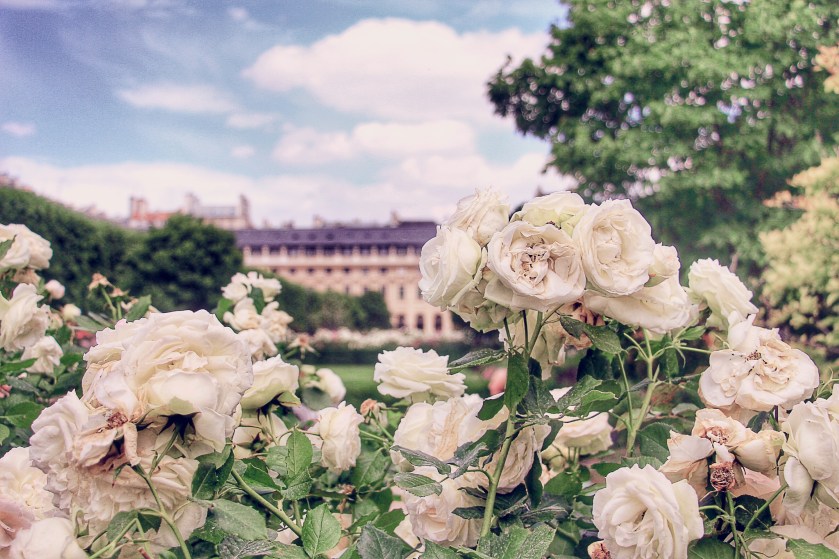 Roses in Blossom in Palais Royale Jardin, Paris